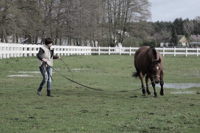 Kinezyterapia czynna. Praca nad rozciągnięciem górnej linii w kłusie na kole