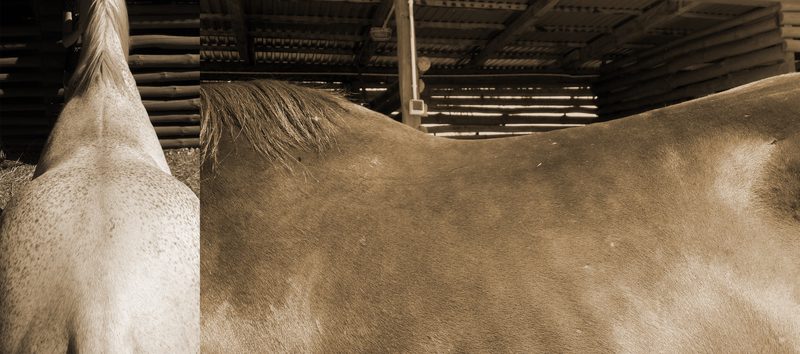 Słabe umięśnienie grzbietu u koni w wyniku pracy w niedopasowanych siodłach
