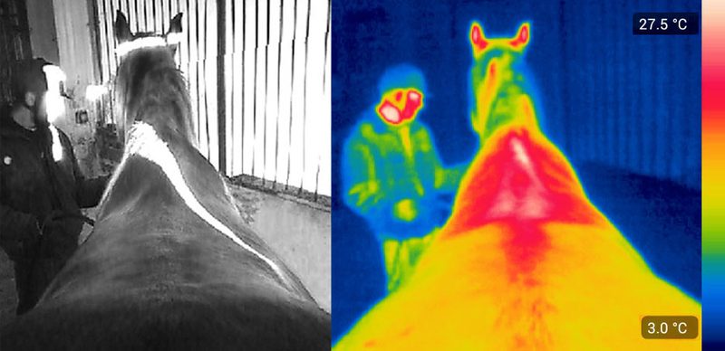 Ustawienie konia w promieniu słonecznym poskutkowało wzrostem temperatury w tej samej okolicy